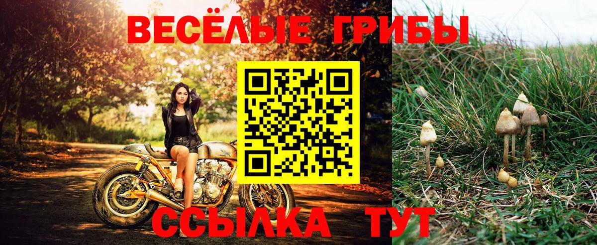 Минусинск  Псилоцибиновые грибы Psilocybe  Вход с VPN 